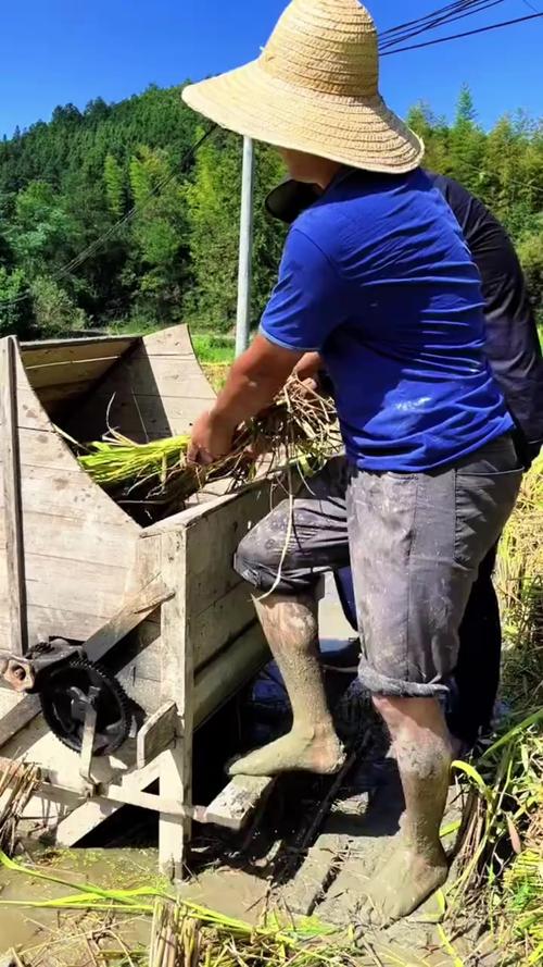 如何正确使用打谷子机器分离谷粒和茎秆?